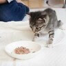 子猫が初めて『ごはんを食べた』瞬間…『可愛すぎる反応』が13万6000再生の反響「感動した」「ふくふくでかわいい」の声