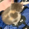 背中に『ハート模様』がある子猫→成長した結果…あまりにも予想外な『模様の変化』に驚きが隠せないと83万表示「なぜ！？」「ミステリー」