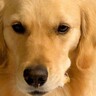 朝、リビングに行くと大型犬が…衝撃の『悲惨な光景』と『正直過ぎる表情』に4万いいね「反省してなくて良いｗ」「やるぜって顔で草」と爆笑
