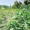牧野造園　｢桑畑に井戸を｣　クラファン開始