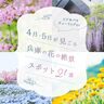 【兵庫県】春の花畑スポット21選♪チューリップや菜の花など、名所から穴場までたっぷり紹介