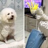 AIで『犬とオウムを擬人化』してみたら…衝撃的な『まさかの出力結果』に34万表示の反響「増えてて草」「おっさんｗ」と爆笑