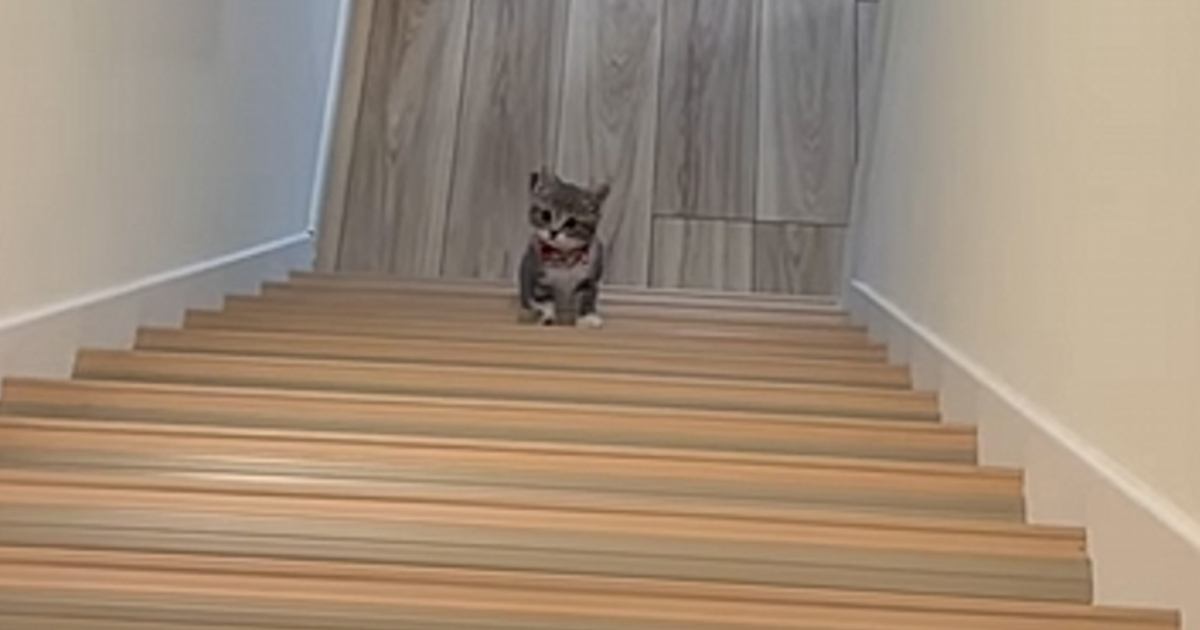 【♥︎】階段を上る2匹の子猫、かわいさいっぱい 2匹の保護子猫をお迎えし、あまりの可愛さと小ささに涙→4年後の