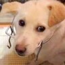 全く心を開いてくれなかった保護犬→何度も面会をした結果…想像以上に大変な記録と現在の光景が7万再生「泣いてしまった」「感謝」の声続々