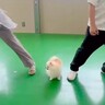 犬は『パパとママが突然離れたら』どっちに行く？検証してみたら…『まさかすぎる結末』が切ないと10万再生「なんの躊躇もないｗ」と爆笑