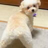 犬が『美脚』を見せつけてきた…想像以上の『見返り美人っぷり』に11万いいねの反響「ポケモンにいそうｗ」「菜々緒ポーズで草」と大絶賛