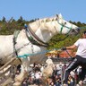 【涌谷町】人馬一体に歓声！「第75回
