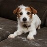 『抜け毛が多い犬』と暮らすときの注意点とは？必要なお手入れや対策まで