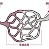 そもそも血管ってなに？！３つに分けられる人の血管システムとその役割分担とは？【図解