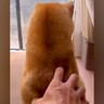 お父さんにマッサージをしてもらう犬→手を止めてみた結果…まさかの『クセの強い要求方法』が52万再生「あざとくてキュン」「表情最高」と悶絶