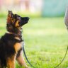 『賢い犬種』3選　頭がいいワンコの特徴や賢いがゆえに注意すべきトレーニング方法まで