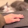 飼い主さんがいるソファーの上に『登ろうとした猫』→失敗して何度か挑戦した結果…まさかの光景が9万5000再生「可愛すぎるｗ」と反響