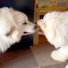 大型犬が『女の子のおもちゃを奪おうとした』結果…優しかったお兄ちゃんの『本気の激怒』が51万再生「真剣な眼差し」「立派な教育に感動」