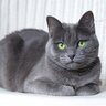 猫が『お手々ないない』しているときの心理4選　リラックスしているときだけじゃない？