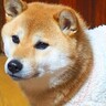 犬のために服を作った結果→後に発覚した『まさかの事実』が226万表示の大反響「ジェラピケ着るお犬様ｗ」「ジェラピ犬で草」と爆笑の声