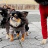 『本当に小型犬…？』３匹のチワワが並んだ結果→なぜか１匹だけ…目を疑う『衝撃的なサイズ差』が305万表示「柴犬かと思ったｗ」と爆笑