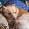 愛犬が抱える『不安度』を測る5つのチェック項目　心細いと感じているときにみせる仕草や行動とは？