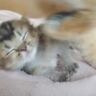 生まれて間もない赤ちゃん猫のもとへ、親猫がやって来て…『天使すぎる光景』が74万再生「なんてかわいさ」「頬が緩みっぱなし」の声