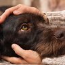 犬が『飼い主のニオイを嗅ぐ』心理5選　しつこく嗅いでくる理由や対処法まで解説