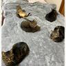 朝起きたら腰が激痛だった飼い主→ベッドの上を見てみると、猫が…思わず笑ってしまう状況が419万表示「まっすぐには寝られないねｗ」