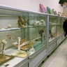 市立図書館　動物の骨格標本など並ぶ　「いのちの博物館」と連携