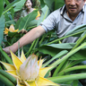 チユウキンレン初開花　奈良・月ヶ瀬の森嶋さん方