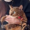 飼い主が『病院』と言った次の瞬間、猫が……文句が止まらない様子が可愛すぎると13万再生の反響「怒ってても可愛い」「お疲れニャンｗ」の声