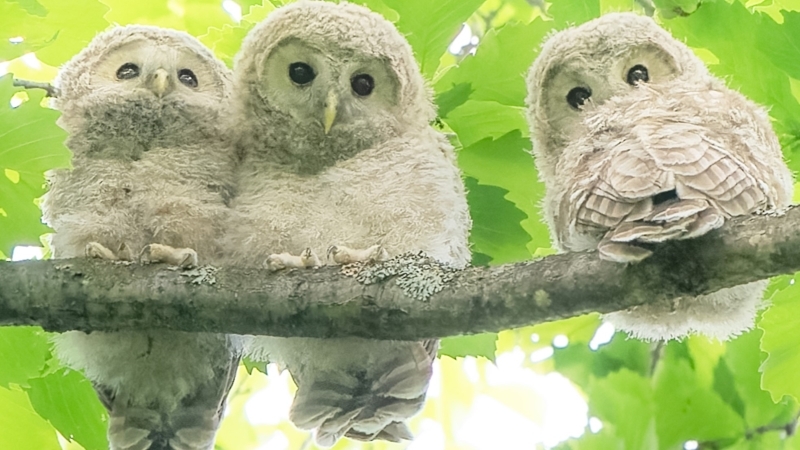 羊毛フェルト　エゾフクロウの赤ちゃん H441-638 ニードルフェルトでつくるどうぶつたち