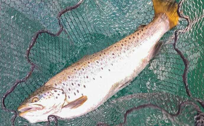 魚 剥製 ブラウントラウト ❗芦ノ湖 IMG_01383.jpg?1754265600023