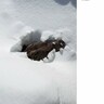 冬眠から目覚めたクマ、スキー場の雪の中から這い出す姿に「ハグしたい」の声（カナダ）