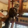 【北区龍田】猫カフェ「にゃんこ茶屋にゃんだまり」が凄かった…！