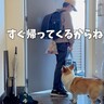 春休みが終わり学校へ行く息子→寂しがっている犬たちに『ママが一言』かけたら…まさかの『切り替えの速さ』に「機敏な動き」「お利口」の声