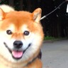 犬が散歩中に『いるはずのないママ』に気付いた結果…想像以上の『愛を伝える姿』が全身全力すぎると16万再生「猛ダッシュに泣いた」と感動