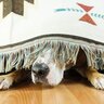犬が『パニック』を起こした時のNG行為３つ　落ち着かせる方法はある？飼い主が取るべき行動とは