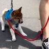 外を怖がり『まともに散歩できない保護犬』が…まるで嘘のような『ビフォーアフター』に感動の声「昔も可愛いｗ」「たくさん愛されたのが分かる」
