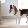 犬が早朝になると吠えてしまう原因4つ　落ち着かせる方法はある？取るべき対処法を解説