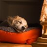 犬が『熟睡できる環境』とは？愛犬にとって快適な寝床をつくるポイントまで