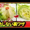 【農家直伝】レタスが赤く変色しない裏技！秘密はつまようじにあり｜1週間シャキシャキ長持ち