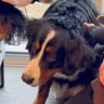 赤ちゃんたちと初対面の超大型犬→『どうぞさわってね』優しすぎる光景が28万再生「なんていい子なの…」「頭下げてあげるの賢すぎる」と称賛