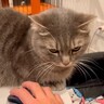パパがPCで作業しようとしたら、そばで見ていた愛猫が何度も…『まさかの理不尽な行動』に「構ってちゃんなのかなｗ」「ツンデレ反抗期」