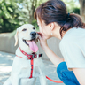 【しつけのお悩みを解決!!】噛む、吠える、トイレの失敗など…愛犬の困り事改善やしつけの注意点を『いぬのきもち』編集長がアドバイス！