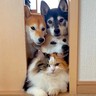 『リアルツムツム…？』犬と猫が仲良しに育った結果…驚きの光景が142万再生「実写版ツムツムｗ」「まさに可愛いが大渋滞してる」と絶賛