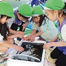 ｢おさかな好きになって｣　水産仲卸組合　園児に食育