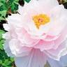 町田ぼたん園　大輪の花　見頃迎える　５月６日まで開園