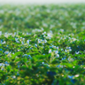 【北海道】夏の畑に雪が降ったよう…ジャガイモの花の美しさ、ご存知でしたか？／十勝