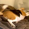熟睡しているはずの犬が…『夢の中で一体何が起こっているのさ』まさかの可愛すぎる光景に397万表示「美味しいもの見つけたかな？ｗ」