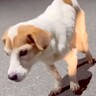 ガリガリにやせ細った『迷子の犬』を保護→しばらく経っても飼い主が現れず…涙が止まらない『まさかの展開』が14万再生「表情が違う」と感動