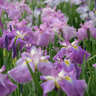 【奈良】約3万本の花菖蒲が咲く！馬見丘陵公園で地元特産品のマルシェ開催