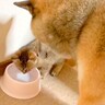 子猫が水を飲もうとした結果、犬が…まさかの『先に飲ませてあげる』光景が優しすぎると45万再生「なんて紳士なの」「さり気ない気遣い」