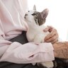 お願いニャ～！愛猫があなたに『おねだり』しているときの態度3選　見られたら必ず応えたほうがいい？